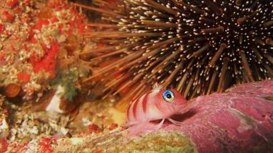 Icaro Lavrador; Fish