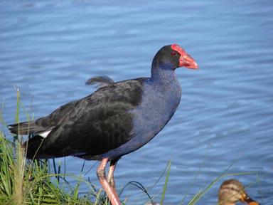 Ryan; Pukeko In Waiatarua reserve Remuera