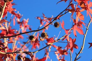 Lucia Surovcikova; Amazing nature...; Picture taken near Ponsoby Rd, Auckland