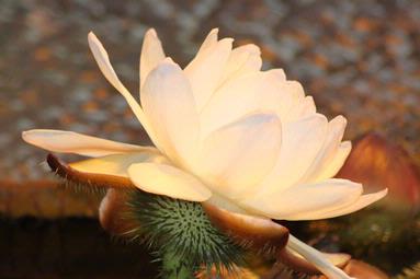 Lucia Surovcikova; Lotu: Pure beauty; Botanic Garden Auckland
