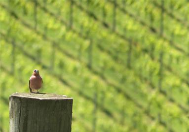 Rodney Chapman; Waiheke Island vineyard; Nikon P 80 Aperature mode F11/125sec