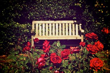 Alex Leben;roseInThorne;I particuarly liked the backdrop for this setting. A warmth and richness of the photo is contrasted with the secluded, eery cold bench.