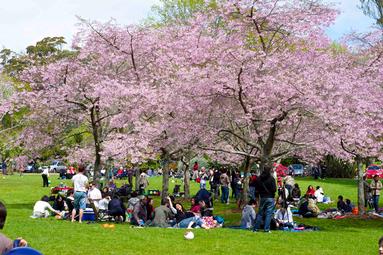 fillicia widjaya;Picnic under cherry blossom