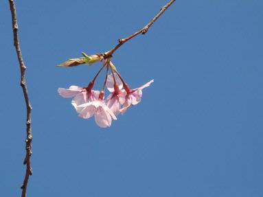 Paul Barrett; New life against a blue sky