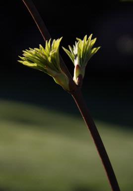 Jasmin Sheikh;New Life; Beginning of new life at Botanic Gardens Manurewa