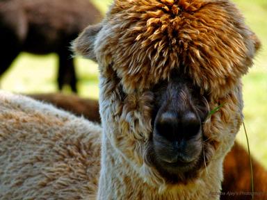 Archana; Alpaca; Taken this shot @ Azzuro Groves, Waiheke Island, NZ