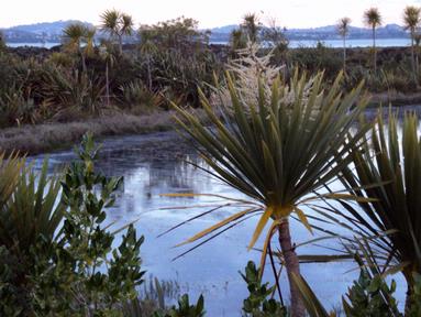 Jenny Jeffries;Late Spring Evening II; Some dramatic silhuettes around the waterways in Te Atatu