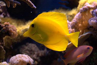 janice nathan;Lemon Sailfin;I visited 'Hollywood' the fishfarm in Mt Roskil in search of 'Nemo' I asked Lemon Sailfin have You seen Nemo she said go ask 'The Blonde' in the next tank she might know!