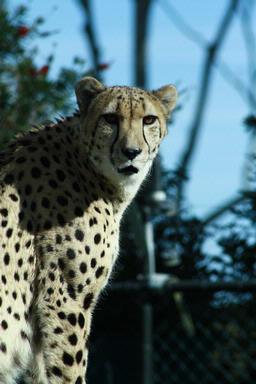 Manu Dixit; SPOTTY; CHEETAH AT AUCKLAND ZOO