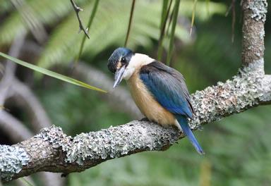 Shaun Seaman; Garden visitor; Taken in Torbay    branch overlooks a small creek.