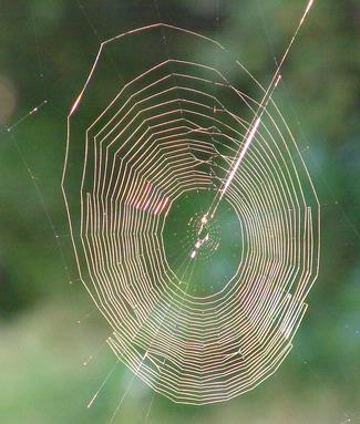 Marie Sua; Spider; Early morning shot web in pohutukawa tree in front yard