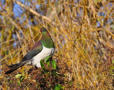 Shaun Seaman; Feasting away; Regular visitors when the berries are ripe   taken in Torbay