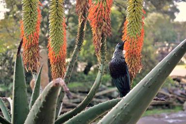 francesca gallo;Tui;Auckland zoo