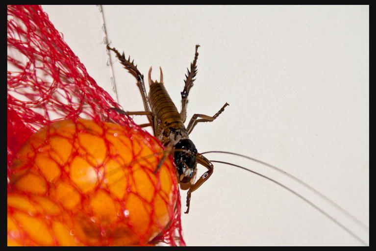 Francesca; Weta on mandarins; Grey Lynn