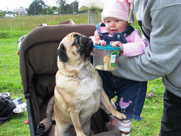 JERRY ZINN; HUNGRY PUG; A COMICAL SCENE
