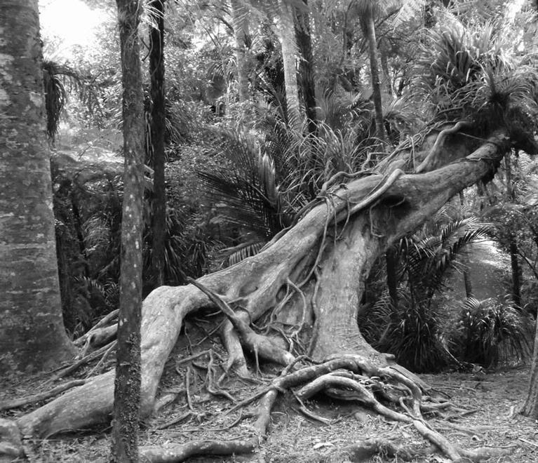 Juliet Hopkins;Down but not Out; Taken up at the Cascades