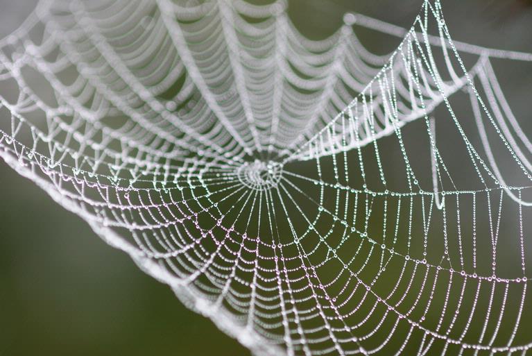 Kelly Chaston;Spiderweb Dew;Henderson, Waitakere