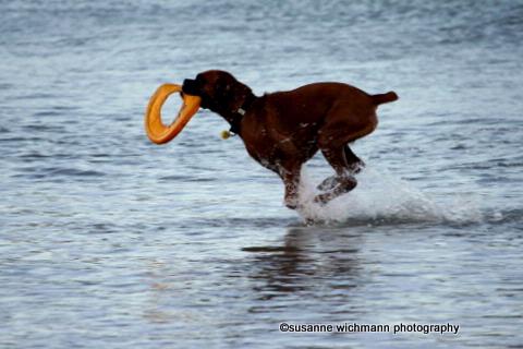 susanne wichmann; water dog takapuna
