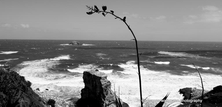 susanne wichmann; muriwai