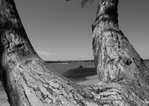 susanne wichmann;Auckland City tree