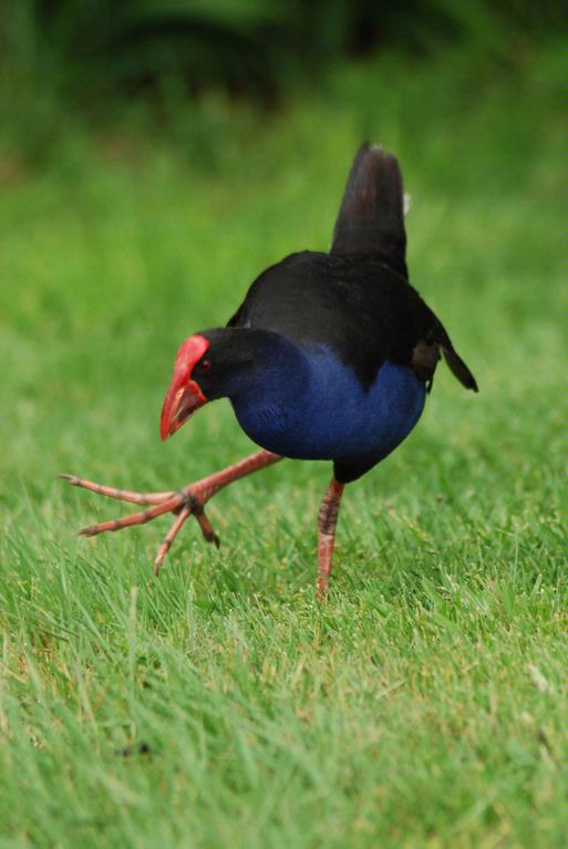Chris Brittenden; Dancing Pukeko