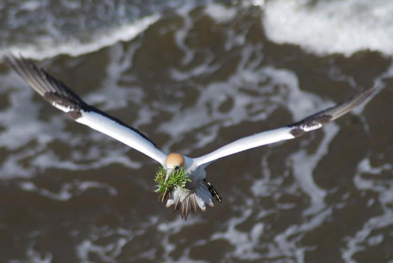 Chris Brittenden; Nesting
