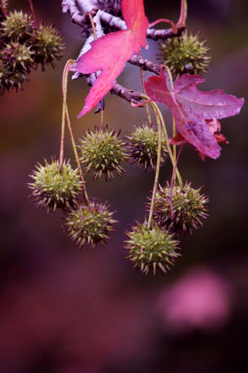 Geraldine Healy; Autumn colors; Warkworth Mahurangi River