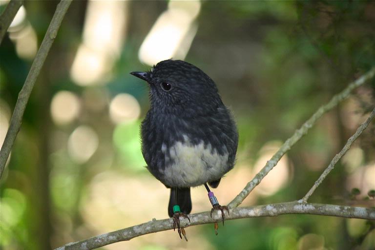 Geraldine Healy; Tiri Robin; Tiritiri Matangi