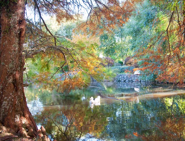 Jo Charman;Autumn Peace; Taken on a friend's property in Auckland
