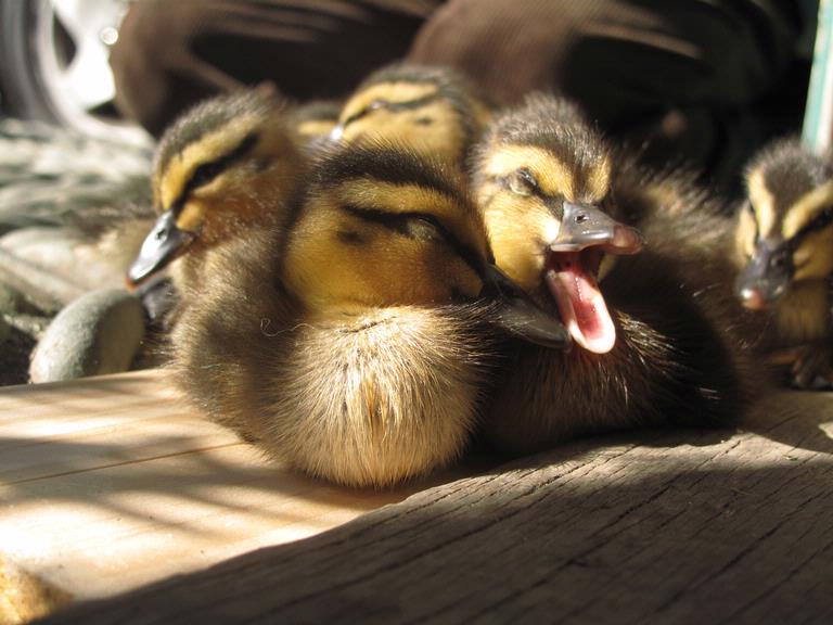 Joanne Clarke; Duckling #1