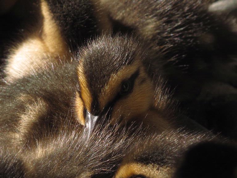 Joanne Clarke; Duckling #3