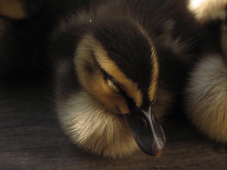 Joanne Clarke; Duckling #2