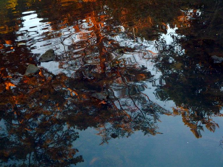 John McKillop; Cascades Reflection 02; Reflection in the pool at the headwaters of the Pakuranga Creek.
