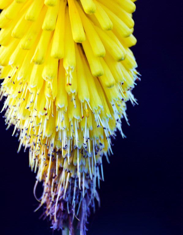 Ramon Richard V. Francisco;flower; a flower blooms in auckland botanical garden