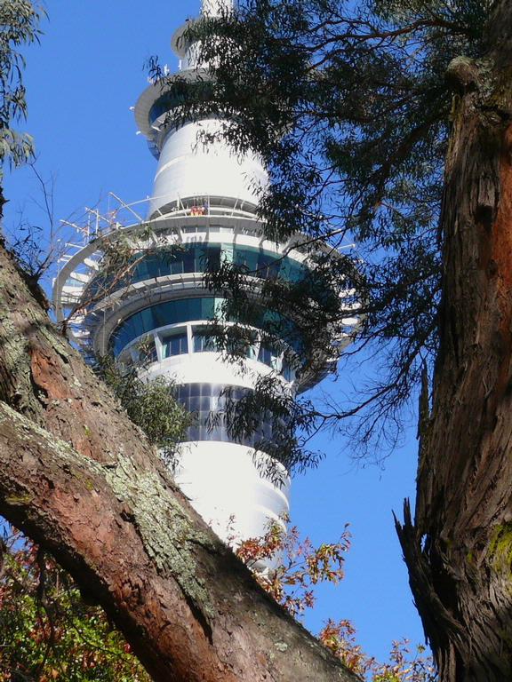 Stuart Weekes; Tree House CBD style; Sky tower observed from a different angle