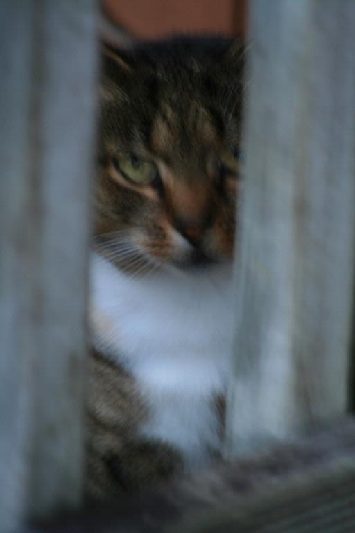 Zelda Wynn; Waiting for food; Tabby watches & waits.