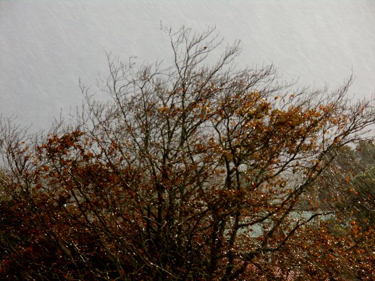 Zelda Wynn; Autumn rain; Autumn rain and sunshine on copper beech. I liked the light and texture.
