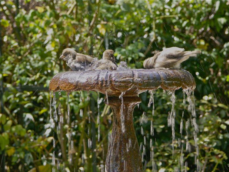 Zelda Wynn; Splash & bathe; Sparrows bathing, Parnell Rose Gardens