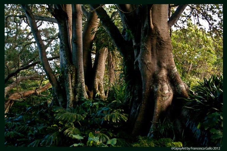 francesca gallo; NZ, Middle Earth;Parnell Rose Gardens