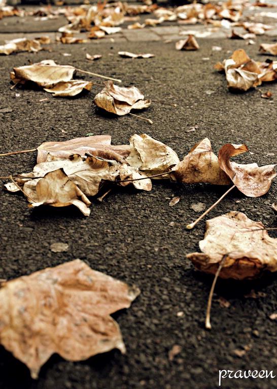 praveenkumar magudapathy; AUTUMN leaves ;beautiful leaves