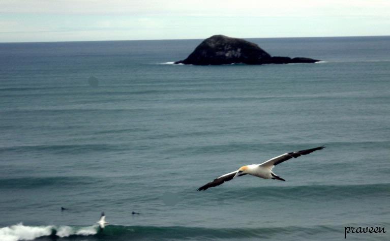 praveenkumar magudapathy; muriwai beach; this photo was taken in muriwai beach with a digital 10mega pixel camera