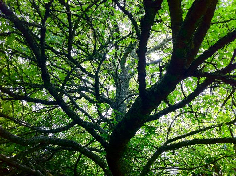 tisha carter; endless tree; West Lynn Gardens and Butterfly house