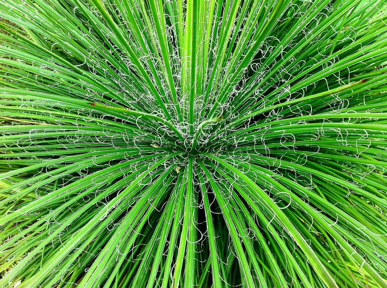 Tisha Carter; Succulent; Auckland Botanical Gardens