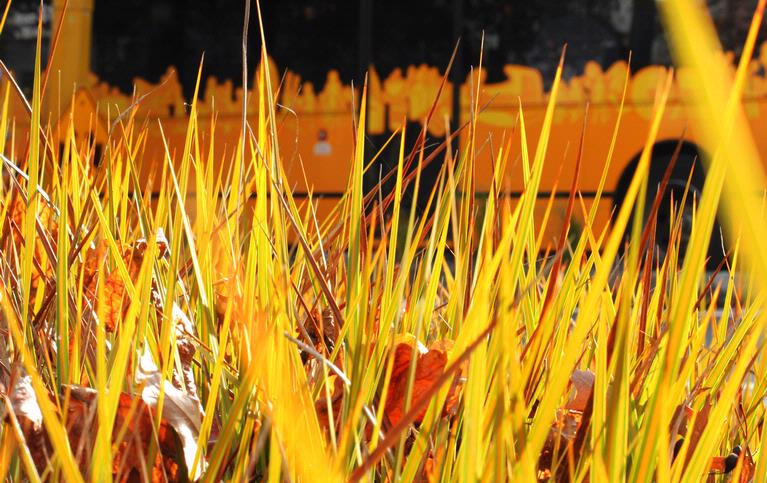 Rachel Banfield;Autumn in Auckland;Downtown Auckland