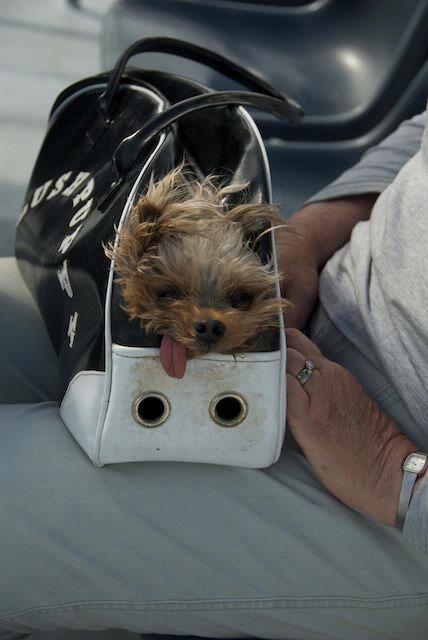 Véronique Cornille; Pebbles in her bag, hair blowing in the wind, on the Waiheke ferry on the way to the bach
