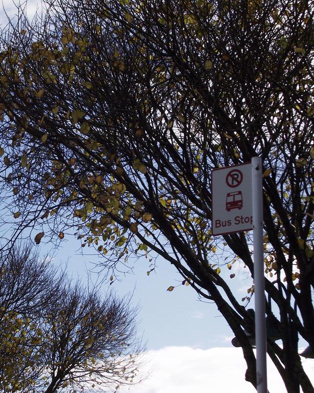 Young Chul Park; Bus stop under falling leaves