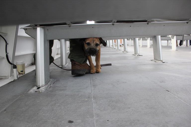 praveenkumar magudapathy; cute; cute dog was on ferry with us