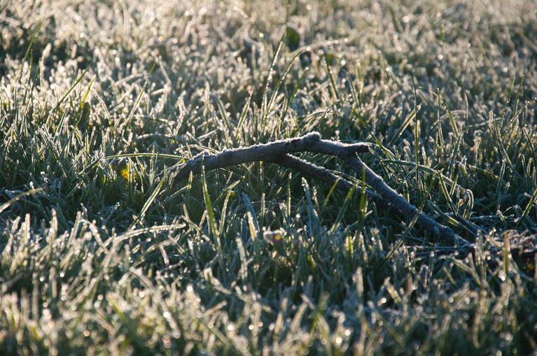 Aaron James Salazar; Frosted Twig; Taken at Macleans Park, Eastern Beach.