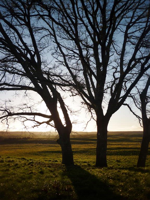 Aroha Awarau; Franklin Trees;Sunset south of Auckland