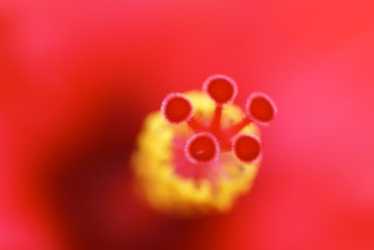 Ben Brownless; RED